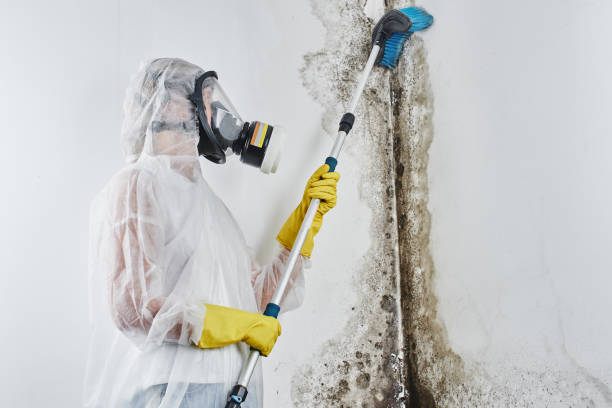 Best Mold Damage Restoration  in The Crossings, FL